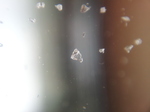 20131102_125851 Grain of salt.jpg